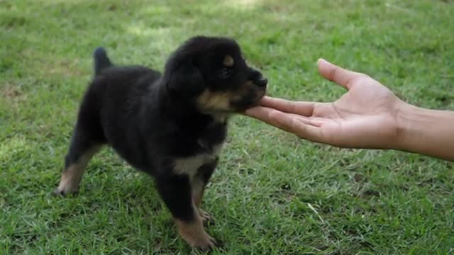 Owner Put His Han On Cute Puppy baby dog