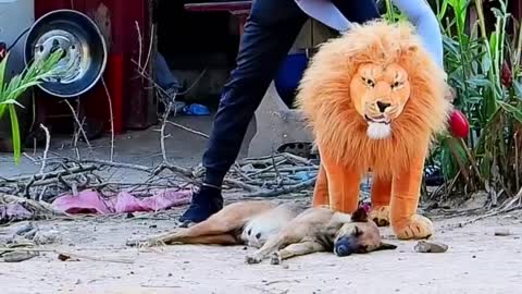 Troll Prank Dog Funny & fake Lion and Fake Tiger Prank To dog ,Huge Box Prank to dog _ Ep53_Troll