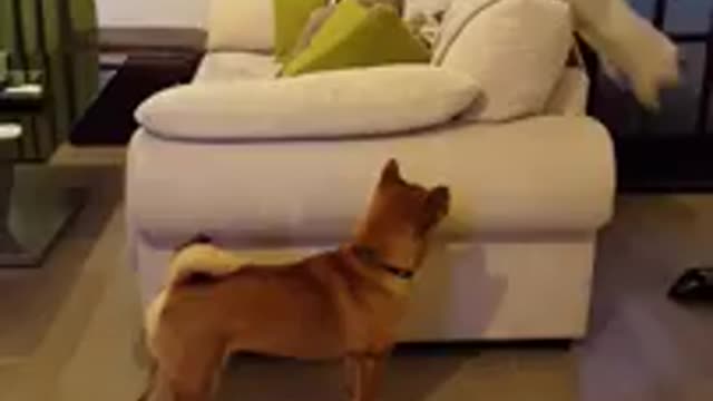 Shiba lnu puppyb meets cat for first time