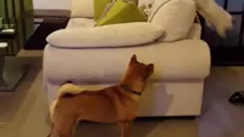 Shiba lnu puppyb meets cat for first time