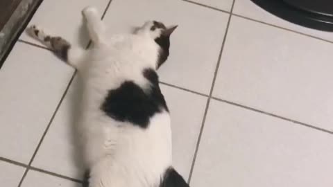 Funny cat stretching on the floor
