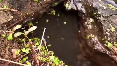 Unique Fishing 🧐 Catching Yellow Monster Eel Fish From Under Deep Mud #11