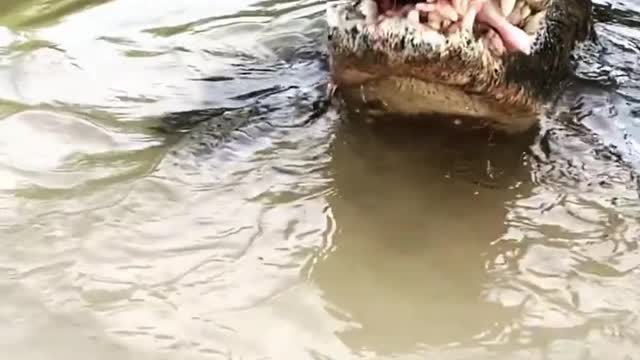 How An Alligator Eats Chicken