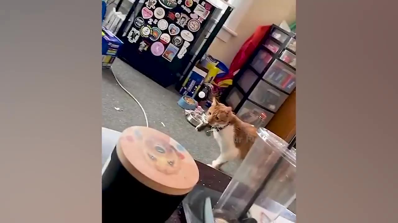 Funny cats video