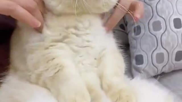 Aww Cute Cats Videos #catmeow Funny Animals Compilation😹 Try Not To Laugh Challenge MV16 #shorts