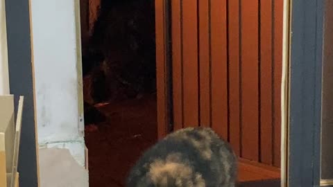 Street cat eating at home