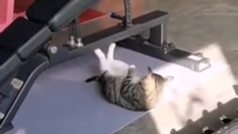 Cat Doing exercise