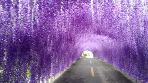 beautiful flower bridge