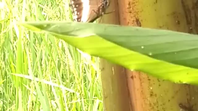 How Butterflies Find Leaves to Lay Their Eggs