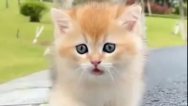 So beautiful cats today see
