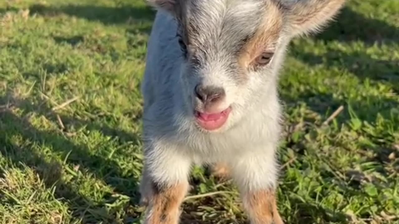 Innocence