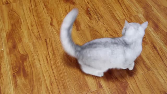 cute kitten