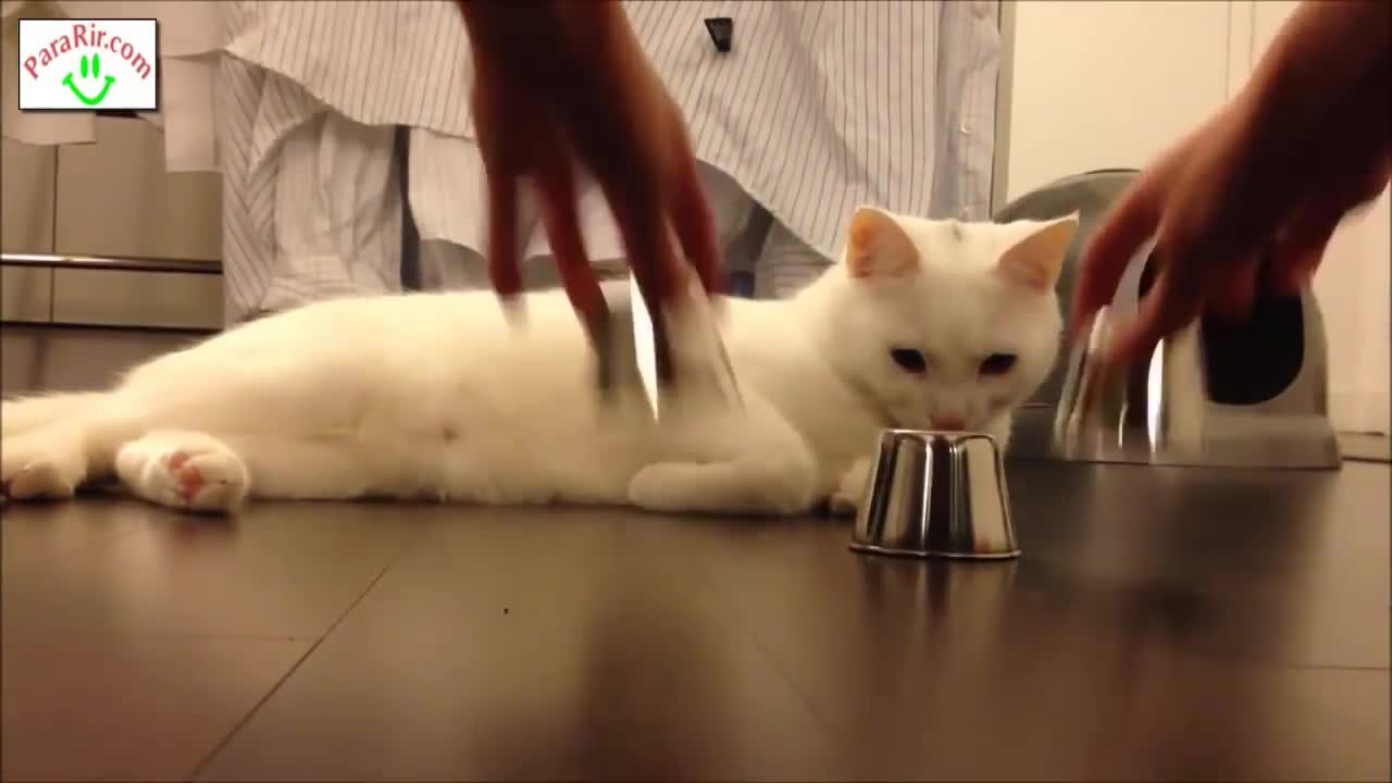 Smart cat always hits the cup