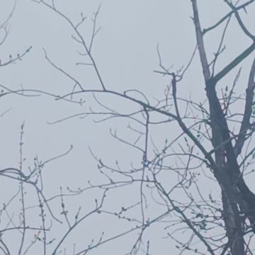 Blackbirds in queens