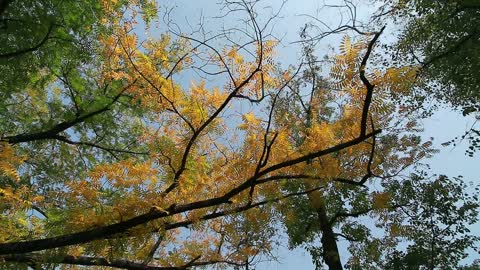 Watch this bird flying over the tree