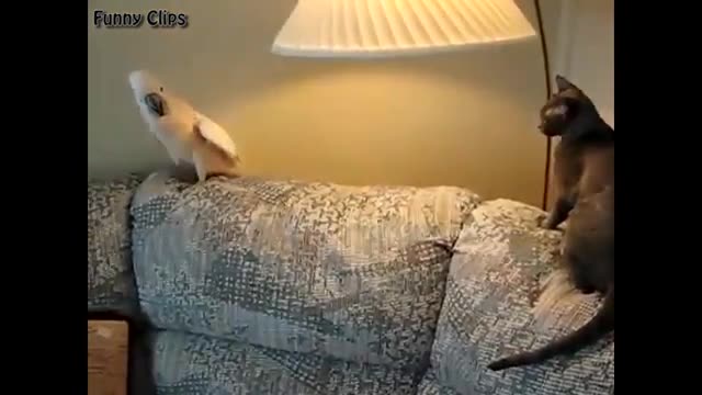 Funny Cat vs Parrot fight