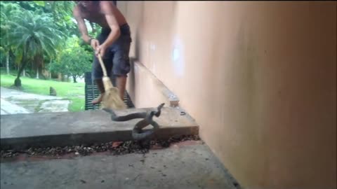 Very dangerous snake attack