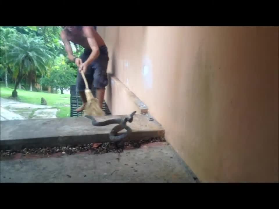 Very dangerous snake attack