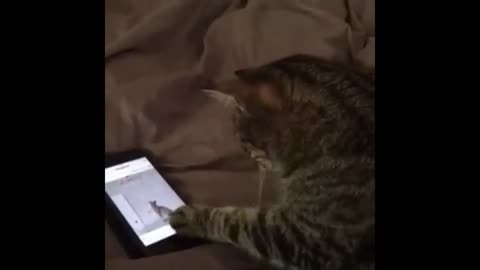 cat using cell phone