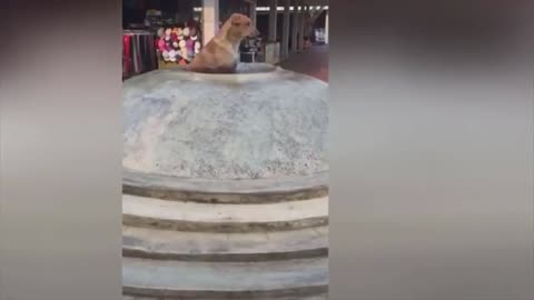 This smart dog cools himself on fountain water