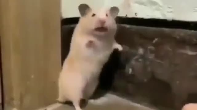 the mouse is shocked and scared