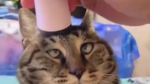 Cute and funny cat videos will make your day ☺️