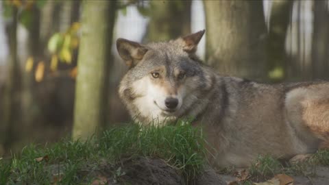 wolf 3 wolf sitting shadow wolf sitting size compared to human