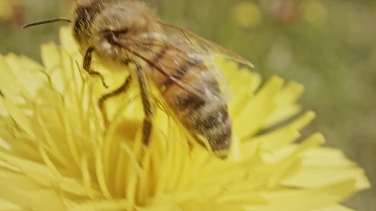 Pollination - Special macro shot of a bee on a flower covered with flower Pollen