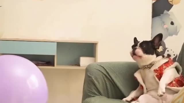 Funny Dog trick Shot