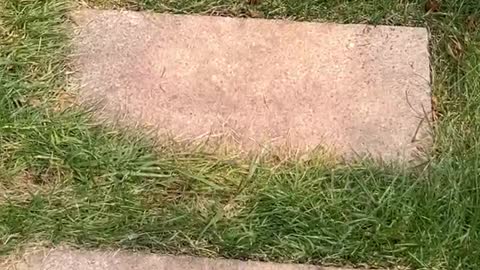 This is a path through the grass