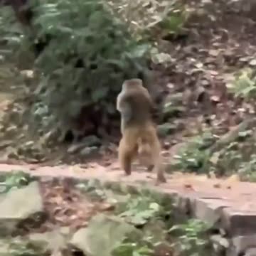 Monkey walking like humans after losing limbs