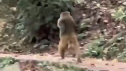 Monkey walking like humans after losing limbs