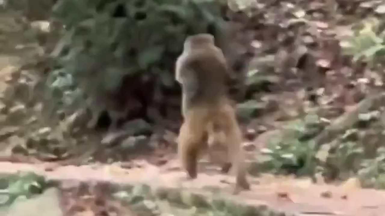 Monkey walking like humans after losing limbs