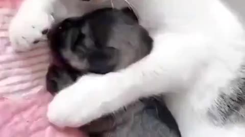 gatinho cuidando do cachorrinho