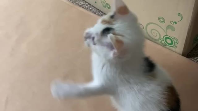 A jumping little cat