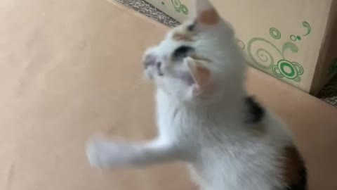 A jumping little cat