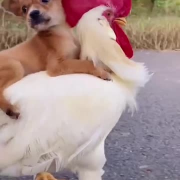 Hey Yall I Got Me A Rooster Ride