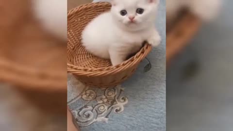 White coloured Cute Baby Cats