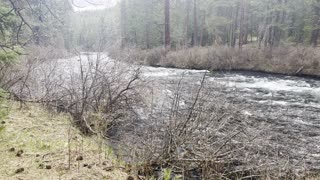 Wonderful Wilderness Hiking on West Metolius River Trail – Central Oregon – 4K