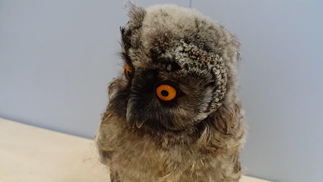 Whooo Are You? Hoot Hoot!