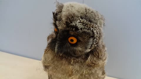 Whooo Are You? Hoot Hoot!
