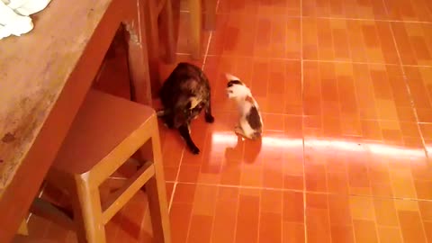 Mother cat take care of children