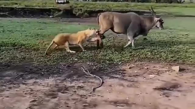 The lion kept biting the cow in order not to be hungry