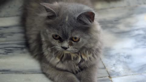 Beautiful Cat Curiously Observing Its Surroundings