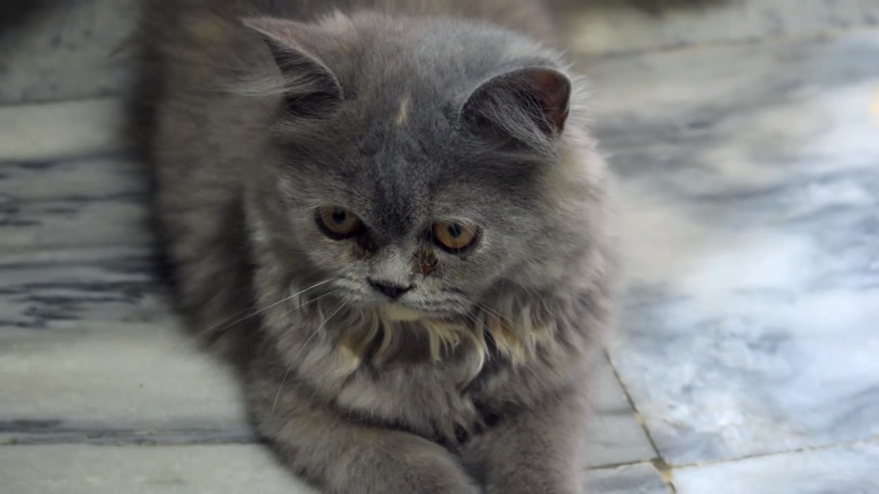 Beautiful Cat Curiously Observing Its Surroundings