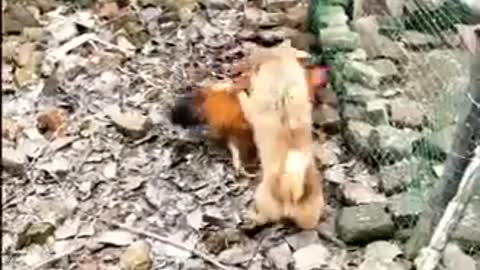 Funny chicken bullies