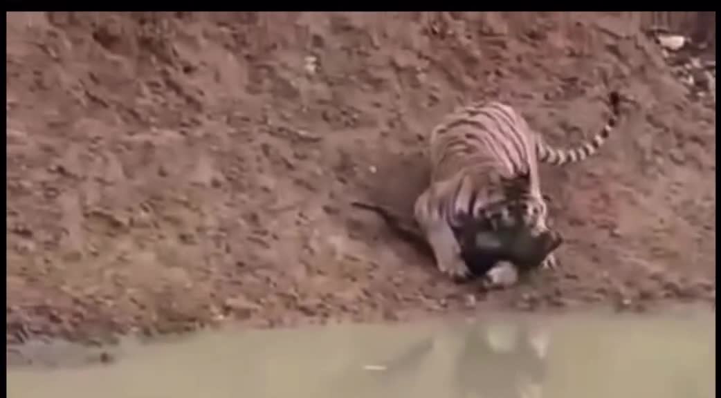 Tiger catches Warthog bb