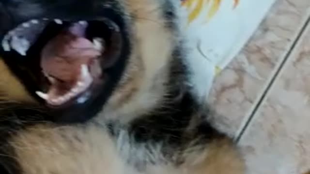 Cute German Shepherd Puppy Smilling