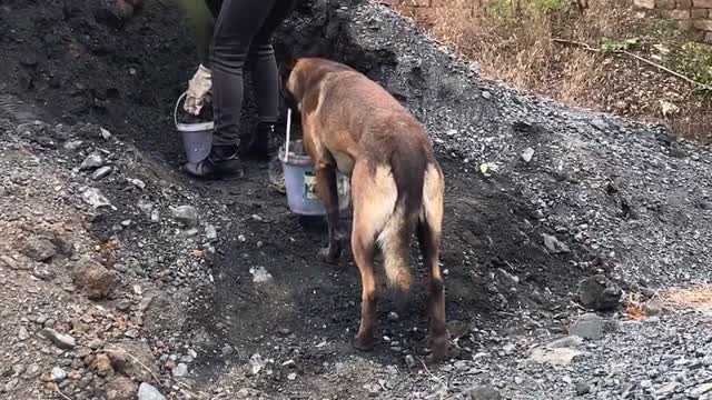 马犬帮主人干活