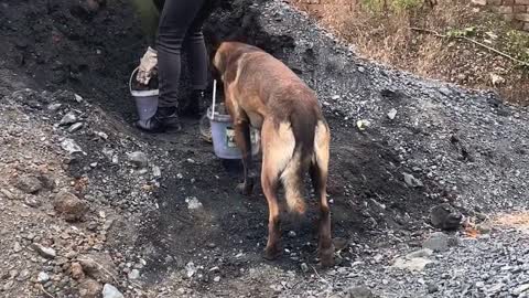 马犬帮主人干活